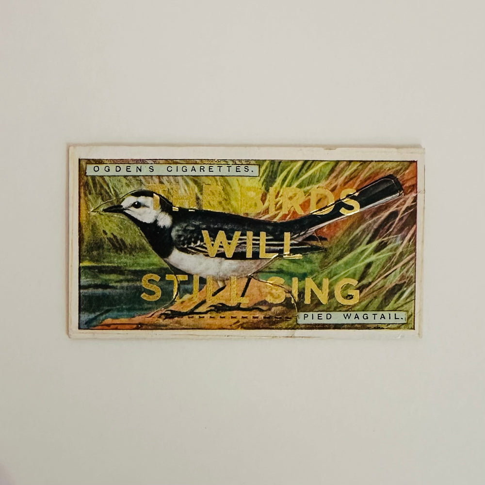 THE BiRDS WiLL STiLL SiNG