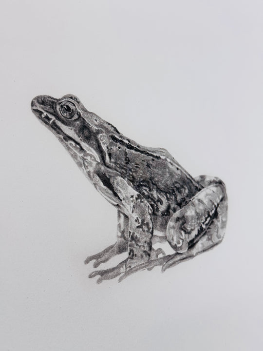 FROG i