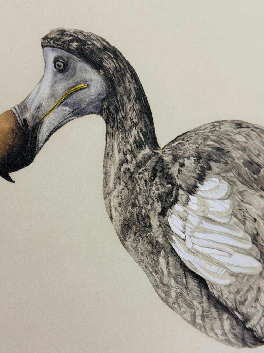 THE DODO FROM OXFORD