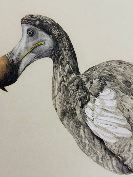THE DODO FROM OXFORD