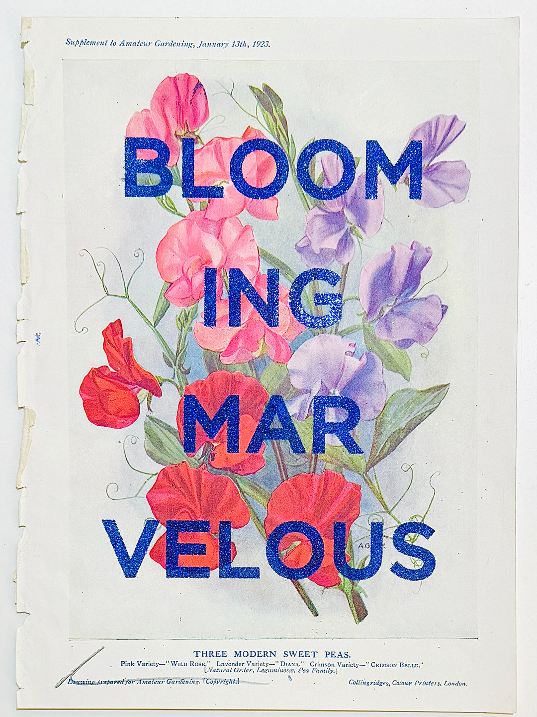 BLOOMING MARVELOUS