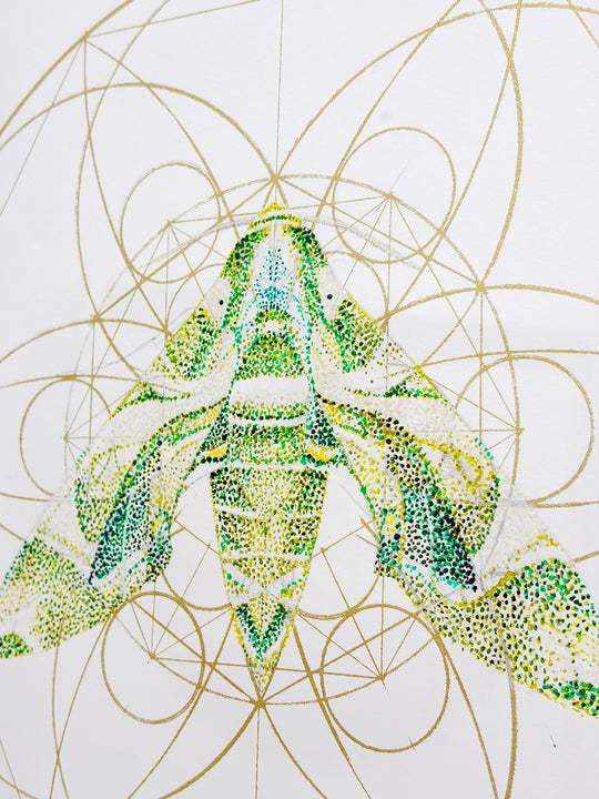 REGAL GREEN HAWK MOTH