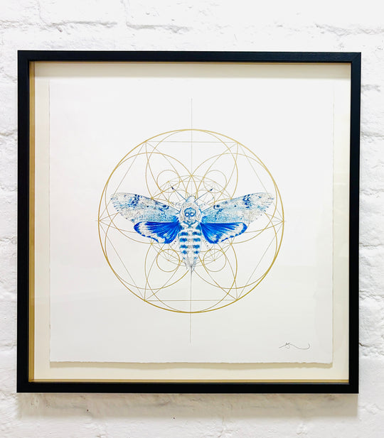 REGAL BLUE DEATHS HEAD MOTH