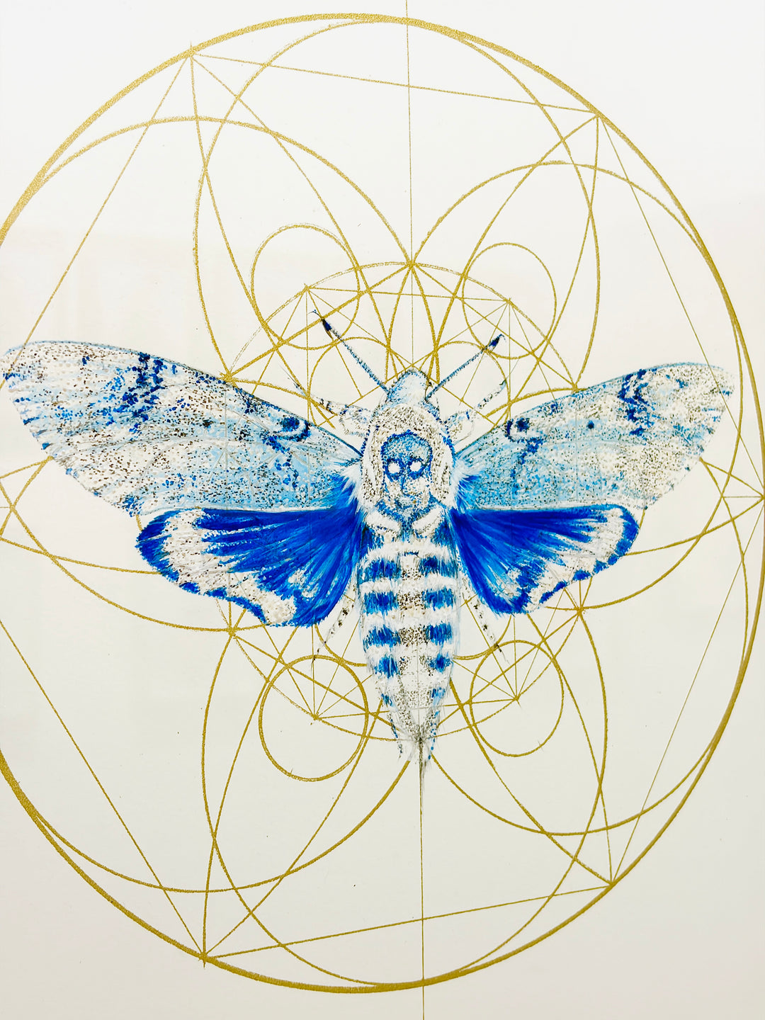 REGAL BLUE DEATHS HEAD MOTH