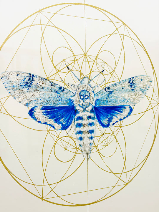 REGAL BLUE DEATHS HEAD MOTH