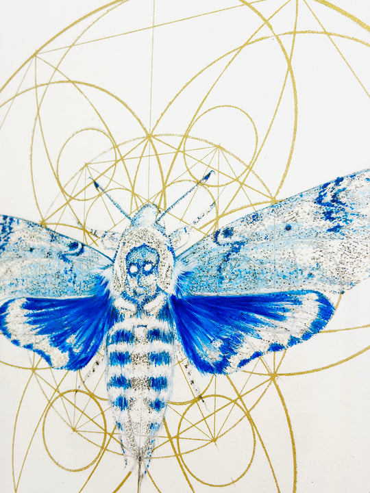 REGAL BLUE DEATHS HEAD MOTH