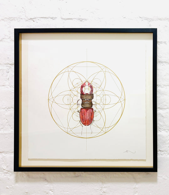 REGAL RED STAG BEETLE