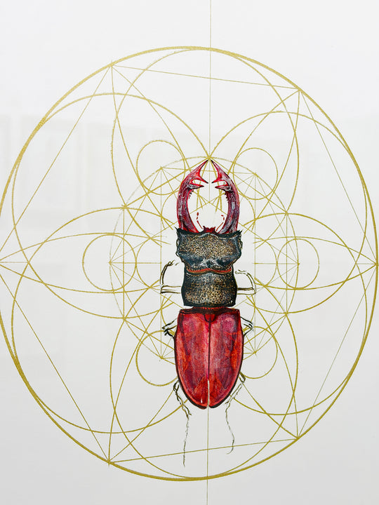 REGAL RED STAG BEETLE