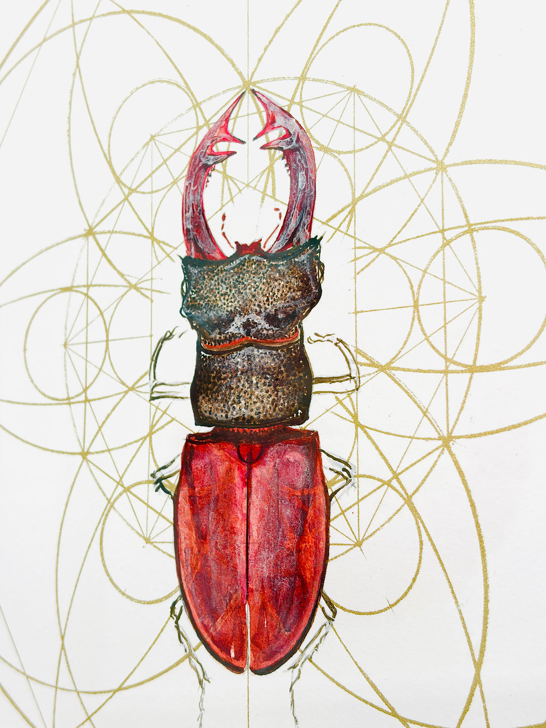 REGAL RED STAG BEETLE