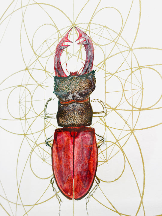 REGAL RED STAG BEETLE