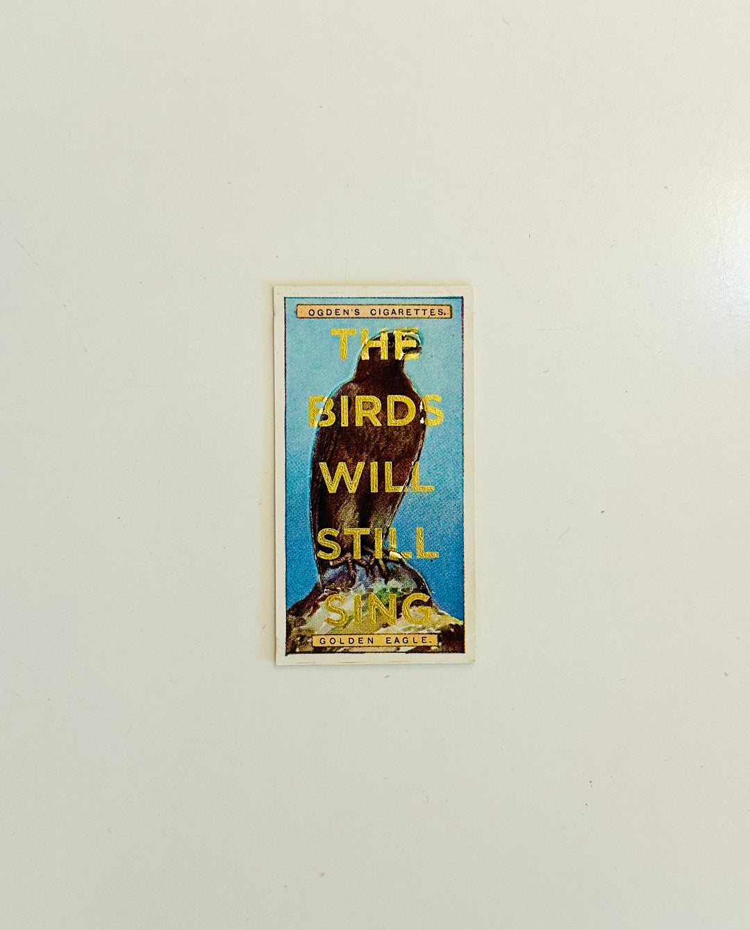 THE BiRDS WiLL STiLL SiNG