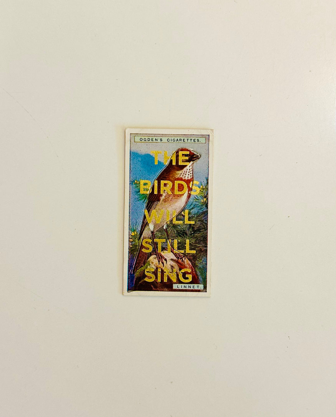 THE BiRDS WiLL STiLL SiNG