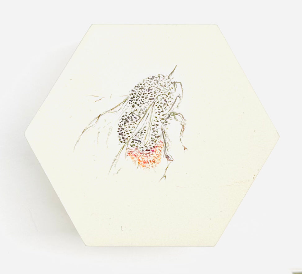 BEE HEXAGONS