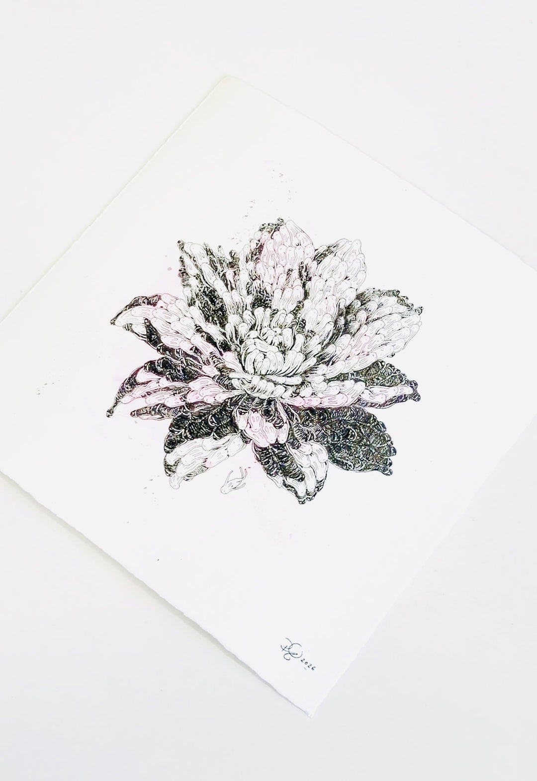 FLOWER STUDiES