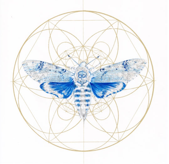 REGAL BLUE DEATHS HEAD MOTH