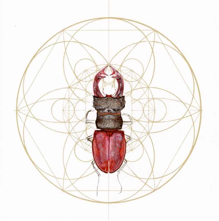 REGAL RED STAG BEETLE
