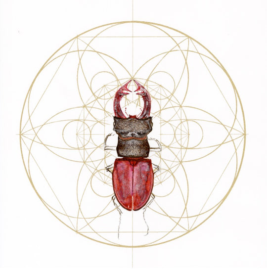 REGAL RED STAG BEETLE